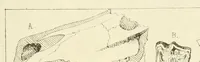An illustration from Programa de un curso de zoologia (1878)