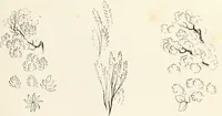 An illustration from The progressive drawing-book : containing a series of easy and comprehensive lessons for drawing landscape, architecture, the human figure, shipping, and animals, &c. without the aid of a master : also, a complete treatise on perspective, with nearly three hundred engravings (1853)