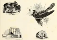 An illustration from The progressive drawing-book : containing a series of easy and comprehensive lessons for drawing landscape, architecture, the human figure, shipping, and animals, &c. without the aid of a master : also, a complete treatise on perspective, with nearly three hundred engravings (1853)