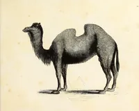 An illustration from The progressive drawing-book : containing a series of easy and comprehensive lessons for drawing landscape, architecture, the human figure, shipping, and animals, &c. without the aid of a master : also, a complete treatise on perspective, with nearly three hundred engravings (1853)