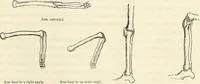 An illustration from The progressive drawing-book : containing a series of easy and comprehensive lessons for drawing landscape, architecture, the human figure, shipping, and animals, &c. without the aid of a master : also, a complete treatise on perspective, with nearly three hundred engravings (1853)