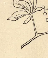An illustration from Progressive lessons in the art and practice of needlework for use in schools (1893)