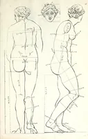 An illustration from Proportien der menschelyke lichamen, vertoont in zes en twintig afbeeldingen, zoo van mannen, vrouwen, als kinderen, &c. : alle met de maat van ieder deel daar by gestelt : na de voortreffelykste en allerschoonste antique beelden