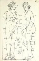 An illustration from Proportien der menschelyke lichamen, vertoont in zes en twintig afbeeldingen, zoo van mannen, vrouwen, als kinderen, &c. : alle met de maat van ieder deel daar by gestelt : na de voortreffelykste en allerschoonste antique beelden