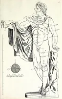 Picture 7 of 11 from Proportien der menschelyke lichamen, vertoont in zes en twintig afbeeldingen, zoo van mannen, vrouwen, als kinderen, &c. : alle met de maat van ieder deel daar by gestelt : na de voortreffelykste en allerschoonste antique beelden, leaf 41