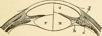 An illustration from Proportion and harmony of line and color in painting, sculpture, and architecture; an essay in comparative aesthetics (1909)