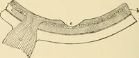 An illustration from Proportion and harmony of line and color in painting, sculpture, and architecture; an essay in comparative aesthetics (1909)