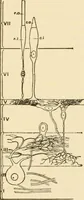An illustration from Proportion and harmony of line and color in painting, sculpture, and architecture; an essay in comparative aesthetics (1909)