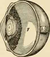 An illustration from Proportion and harmony of line and color in painting, sculpture, and architecture; an essay in comparative aesthetics (1909)