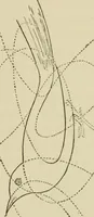 An illustration from Proportion and harmony of line and color in painting, sculpture, and architecture : an essay in comparative æsthetics (1899)