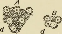 An illustration from Proportion and harmony of line and color in painting, sculpture, and architecture : an essay in comparative æsthetics (1899)