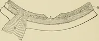 An illustration from Proportion and harmony of line and color in painting, sculpture, and architecture : an essay in comparative æsthetics (1899)