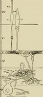 An illustration from Proportion and harmony of line and color in painting, sculpture, and architecture : an essay in comparative æsthetics (1899)