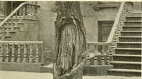 Picture 1 of 17 from Protection of shade trees in cities and towns (1900), leaf 34