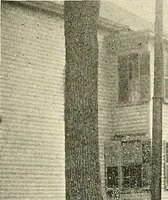 Picture 2 of 17 from Protection of shade trees in cities and towns (1900), leaf 36