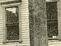 Picture 3 of 17 from Protection of shade trees in cities and towns (1900), leaf 36