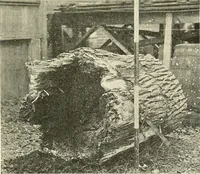 An illustration from Protection of shade trees in cities and towns (1900)