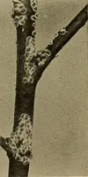 Picture 5 of 17 from Protection of shade trees in cities and towns (1900), leaf 38