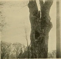 An illustration from Protection of shade trees in cities and towns (1900)