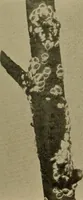 Picture 7 of 17 from Protection of shade trees in cities and towns (1900), leaf 38