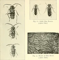Picture 8 of 17 from Protection of shade trees in cities and towns (1900), leaf 40