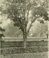 An illustration from Protection of shade trees in cities and towns (1900)