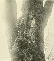 An illustration from Protection of shade trees in cities and towns (1900)