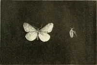 An illustration from Protection of shade trees in cities and towns (1900)