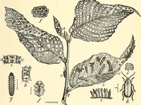 An illustration from Protection of shade trees in cities and towns (1900)