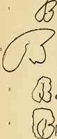 An illustration from The psychology of suggestion; a research into the subconscious nature of man and society (1898)