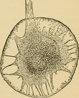An illustration from The psychology of suggestion; a research into the subconscious nature of man and society (1898)