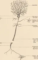 An illustration from Psychotherapy; a course of reading in sound psychology, sound medicine and sound religion. (1908)
