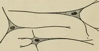 An illustration from Psycho-therapy in the practice of medicine and surgery (1907)