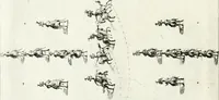 Picture 18 of 54 from [Publications relating to the wedding of Leopold I, Holy Roman Emperor, and Margarita Teresa, Infanta of Spain] (1666), leaf 53