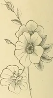 An illustration from Public school drawing course : (no. 5, junior fourth) (1892)