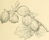 An illustration from Public school drawing course : (no. 5, junior fourth) (1892)