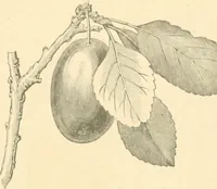 An illustration from Public school drawing course : (no. 5, junior fourth) (1892)