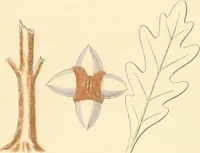 An illustration from Public school drawing course : (no. 5, junior fourth) (1892)