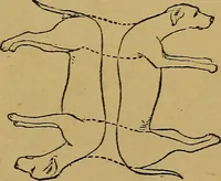 An illustration from Puzzles old and new (1893)