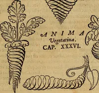 An illustration from Quaestiones definitae ex triplici philosophia : rationali, naturali, morali : in Parmensi Academia publicè triduum disputae (1613)