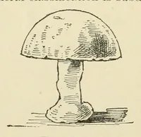 Picture 14 of 14 from Quarter century edition of The paradise of childhood. A practical guide to kindergartners (1896), leaf 290