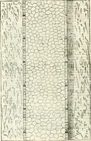 An illustration from I quattro libri dell'architettura di Andrea Palladio : ne' quali, dopò vn breue trattato de' cinque ordini, & di quelli auertimenti, che sono più necesarij nel fabricare : si tratta delle case private, delle vie, de i ponti, delle piazze, de i xisti, & de'tempij (1616)