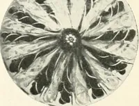 An illustration from The quest of the quaint (1916)