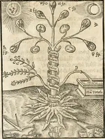 An illustration from Quinta essentia, das ist, Die höchste Subtilitet, Krafft vnd Wirckung, beyder der fürtrefflichsten, vnd menschlichem Geschlecht am nützlichsten Künsten, der Medicin vnd Alchemy : auch wie nahe diese beyde mit Sipschafft gefreund vnd verwandt sind, vnd das eine ohn beystandt der andern nicht nütz sey, oder in den menschlichen Cörpern zu wircken kein Krafft habe : Vergleichung der alten und newen Medicin, vnd wie alle Subtiliteten ausgezogen, die Element geschieden, alle Corpora gemutirt ... : jetzt von newem, sampt Eröffnung der vertunckelten Sententz, Wort vnd Namen, gemehret vnd gebessert (1574)