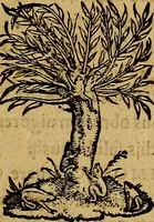 An illustration from Quinti Sereni Sammonici poetae De re medica siue morborum curationibus liber tum elegans tum humanae saluti perquàm utilis, & diligenter emendatus : item Gabrielis Humelbergii ... in Q. Sereni librum medicinalem, commentarij (1540)