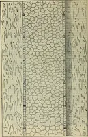 An illustration from I qvattro libri dell'architettvra di Andrea Palladio : ne' quali, dopo un breue trattato de' cinque ordini, & di quelli auertimenti, che sono piu necessarij nel fabricare; (1570)