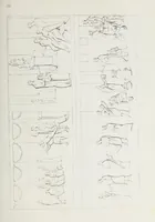 An illustration from Raccolta de' piu belli ed interessanti dipinti, musaici ed altri monumenti rinvenuti negli scavi di Ercolano, di Pompei, e di Stabia, che ammiransi nel Museo nazionale.. (1876)