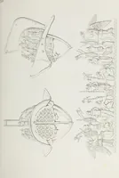 An illustration from Raccolta de' piu belli ed interessanti dipinti, musaici ed altri monumenti rinvenuti negli scavi di Ercolano, di Pompei, e di Stabia, che ammiransi nel Museo nazionale.. (1876)