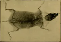 An illustration from Radiography and the 'X' rays in practice and theory : with constructional manipulatory details (1898)