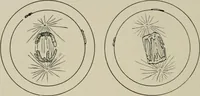 An illustration from Radium, X rays and the living cell (1915)